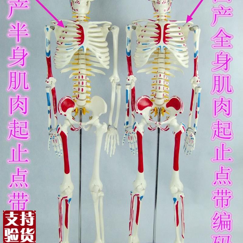 全新85CM人体骨骼模型带肌肉起止点骨架模型椎间U盘颈椎动脉血管