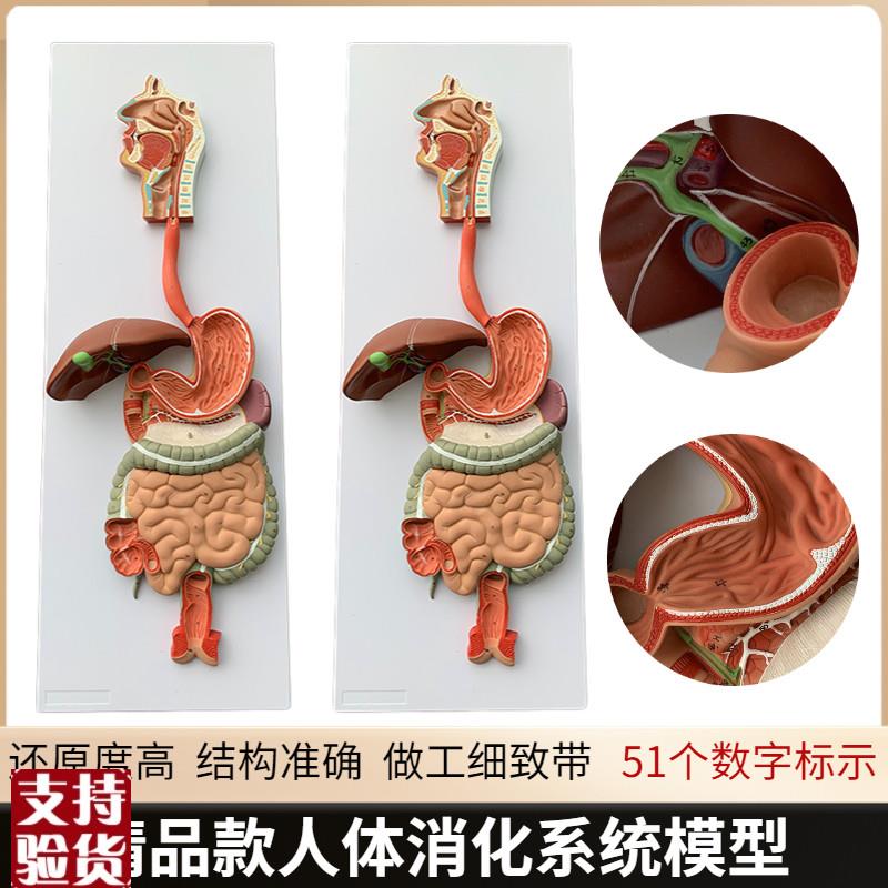 人体消化系统模型鼻咽喉消化道胃剖面胃解剖模型肛Y肠科大小肠