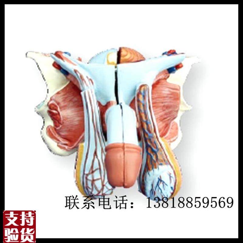 XC-331D高z级男性内外生殖器模型