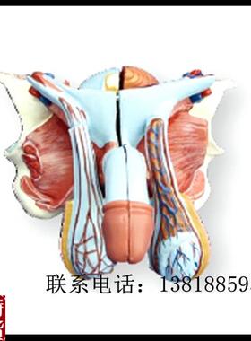 XC-331D高z级男性内外生殖器模型