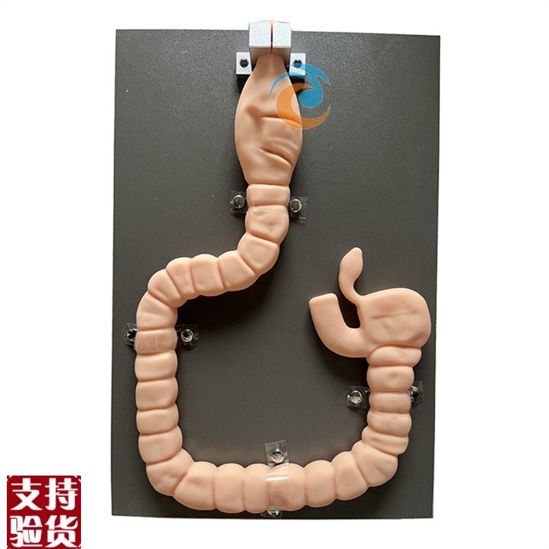 乙状结肠镜检f查模型肠镜检查演示训练教学模型自然大肠镜模型