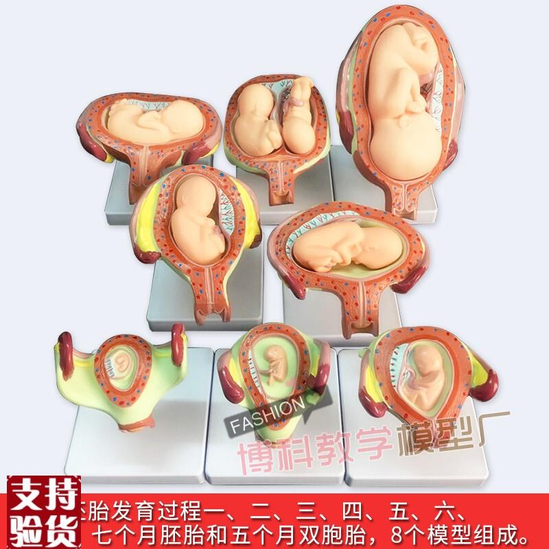 妊娠胚胎发育模型计划生育模型婴儿胎儿M发育过程模型生殖模型