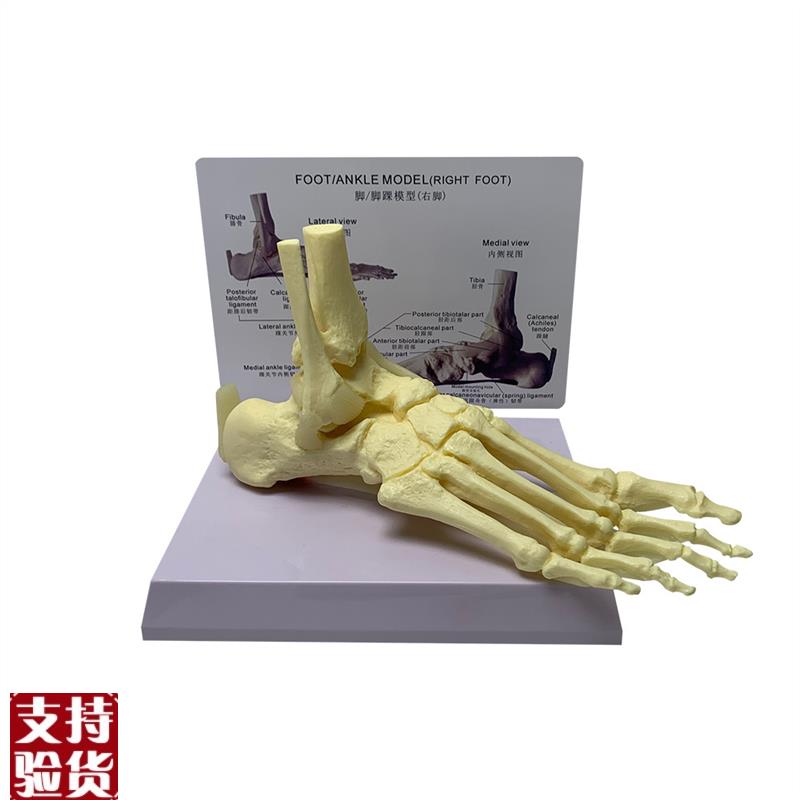 自然大脚关节带肌键韧带神经模型骷D髅骨骼人骨人体掌骨教具厂直
