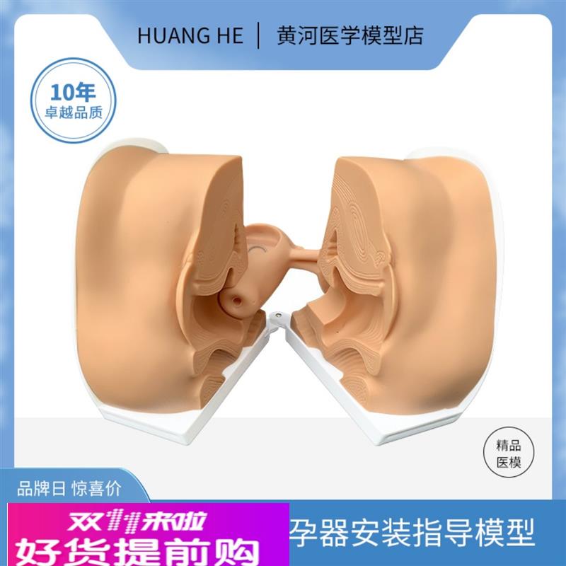 女性避孕器安装指导模型子宫卵巢生殖器官解剖模型医院用学校教学