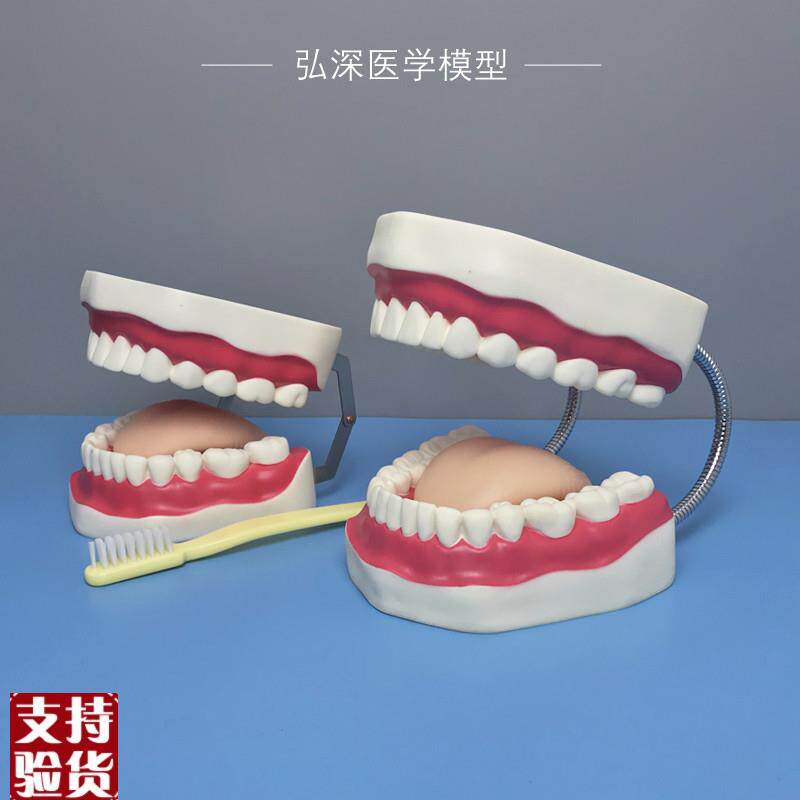 口腔护理模型放大l牙齿清洁假牙幼儿园儿童科学刷牙教学道具玩具