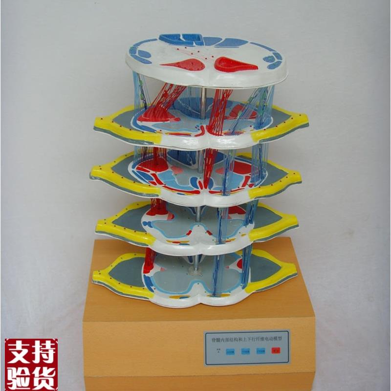 脊髓的内a部结构和上下行纤维电动模型