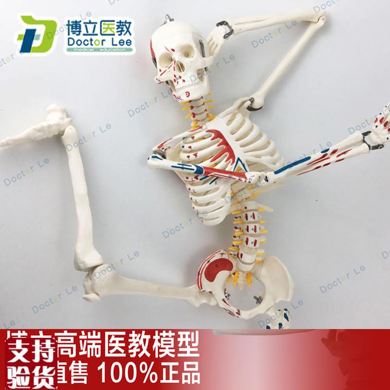 85CM人体骨骼j模型神经肌肉起止标数字小针刀骨骼解剖模型脊柱模