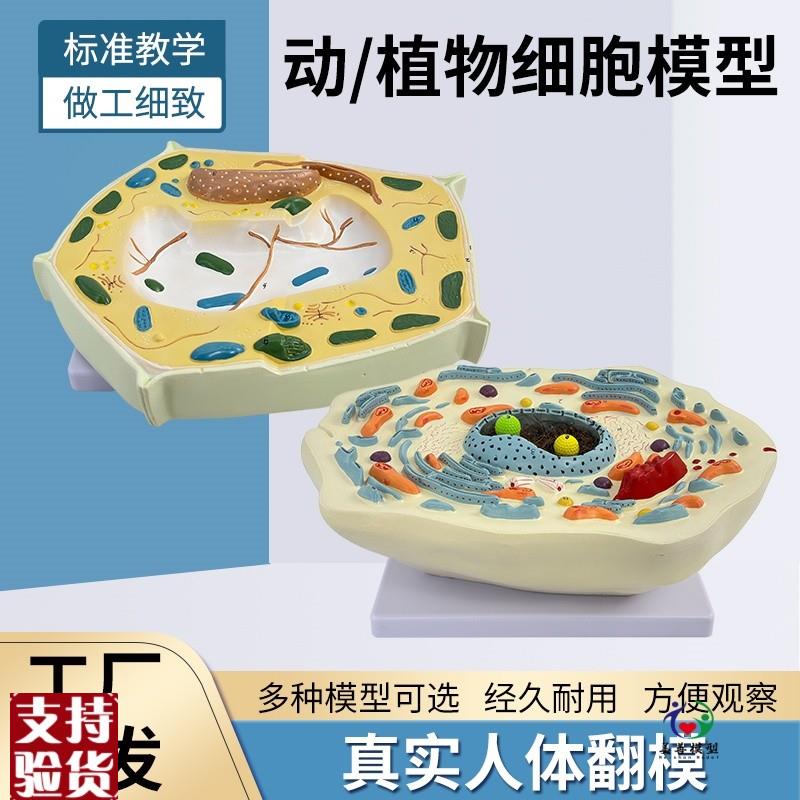 动物植物细胞模型显微结构解剖模型H细胞膜细胞质细胞核线粒体
