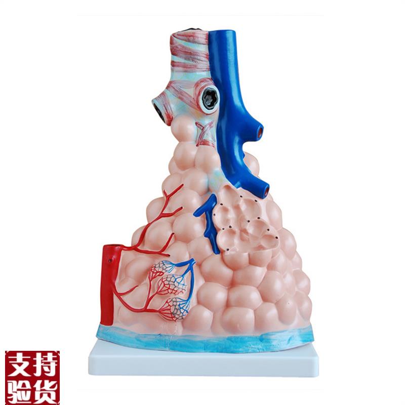 肺泡放大模型
