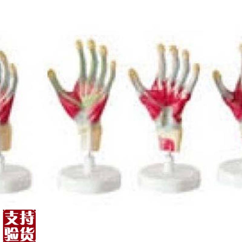 厂家正品包邮手掌解剖模型,手教学模型,示教学X型,解剖层次