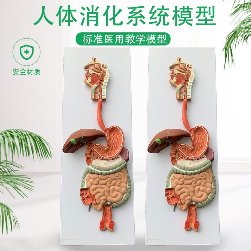 人体消化系统f模型内脏器官解剖心脏鼻咽喉肠胃医院学校用教学教