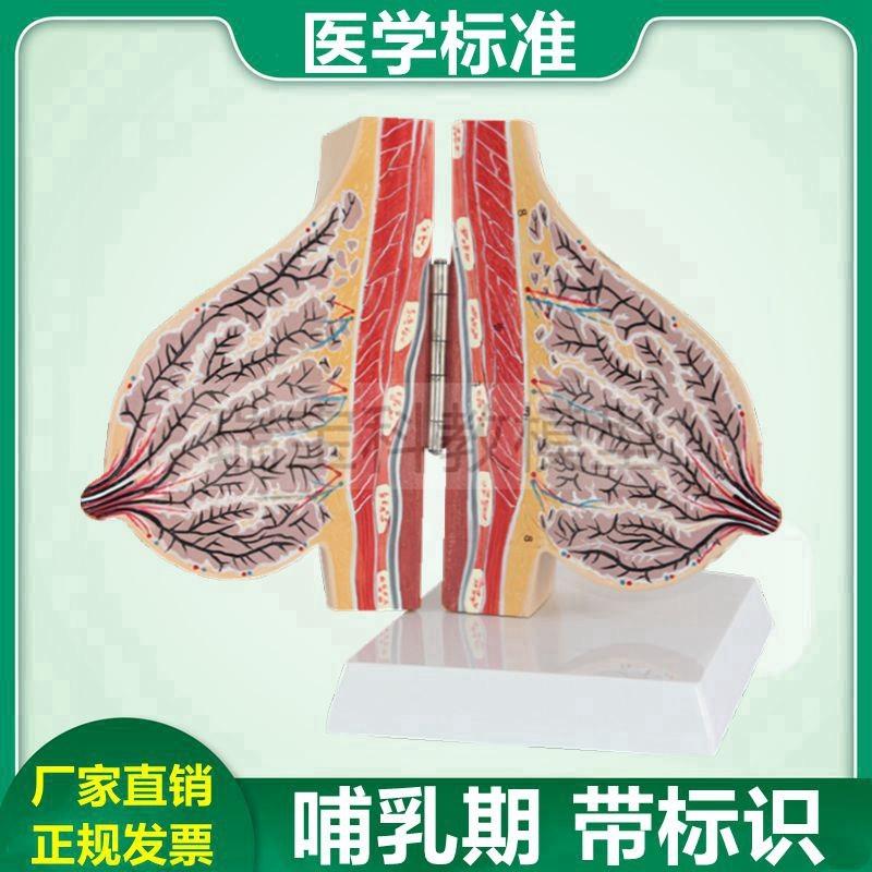 乳房模型乳腺解剖l哺乳期受孕产后月子中心病理家政月嫂培训生殖