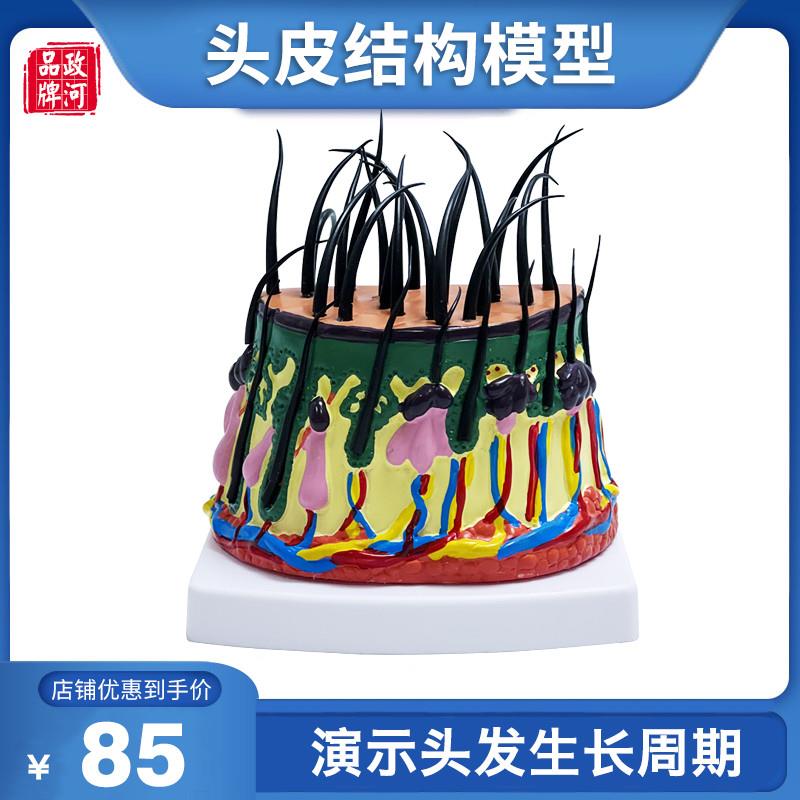 头发生长模型头皮下组织结构放大模型毛K囊发根神经脱发演示教学