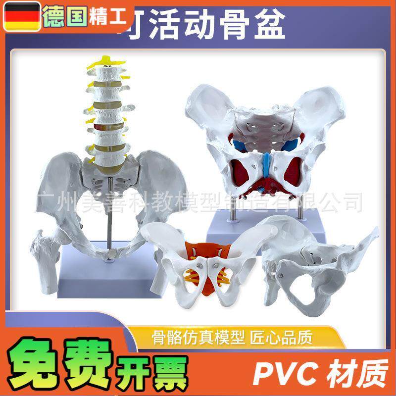 可活动女性骨盆及盆底肌肉模型盆腔骨骼K解剖结构造分娩教学盆骨