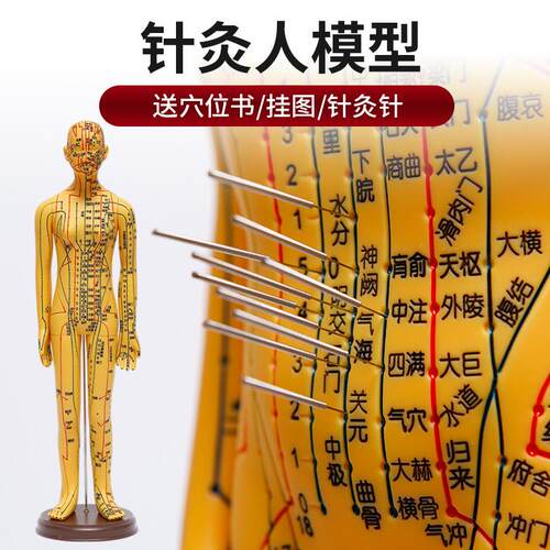 中医针灸穴位人体模型教t学全身十二经络图小皮人软胶扎针练习模