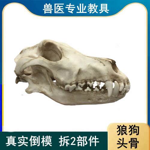 狼狗头骨b模型真实倒模口腔牙齿下颌骨活动仿真动物颅骨标本摆件