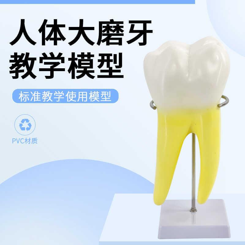 蓝蝶磨牙放大可拆卸教具幼教z儿童刷牙人体牙齿护理教学模型