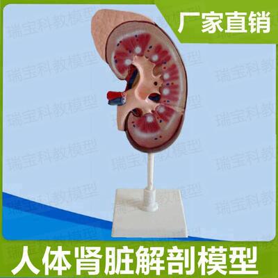 肾脏模型放大1.5倍o高中生物课教具医学生理肾上腺内分泌内脏泌尿