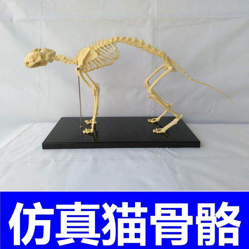 猫骨骼模型真实倒模逼真骨u架组装动物骨骼标本宠物店兽医头骨关