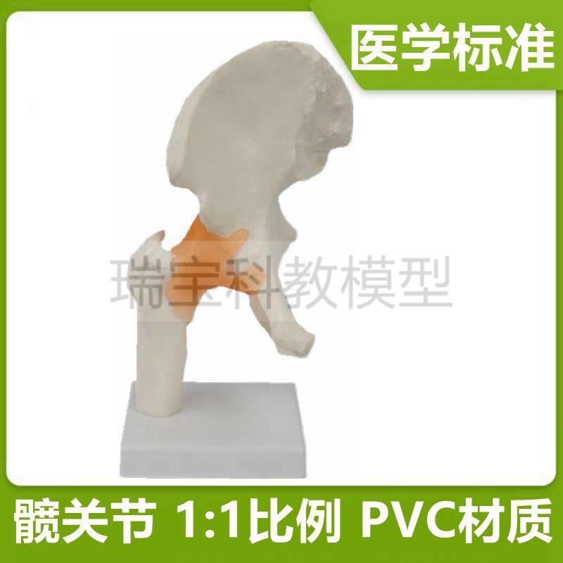 人体全身关节模型骨骼活动髋骨手指握拳造型膝P盖弯曲瑜伽功能医