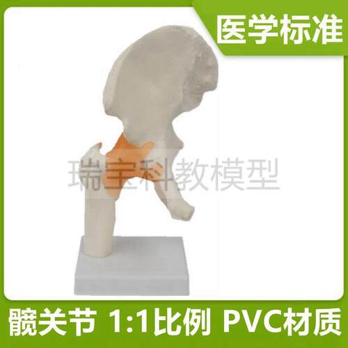 人体全身关节模型骨骼活动髋骨手指握拳造型膝P盖弯曲瑜伽功能医
