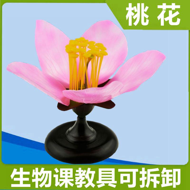 桃花模型双子叶植物花瓣生物课教学用具初中高中Y生实验器材