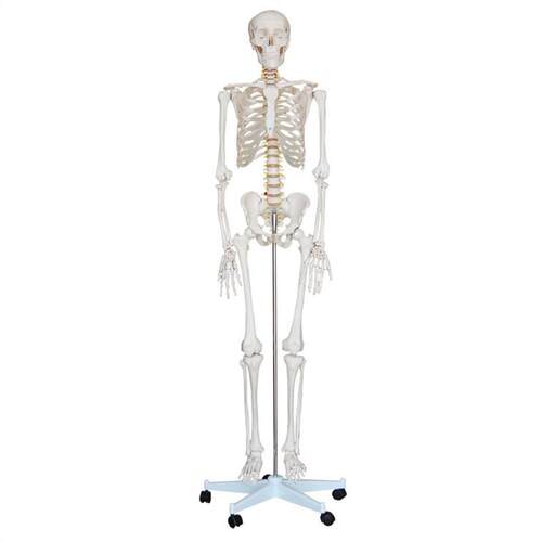 人体骨骼f模型(高170cm)
