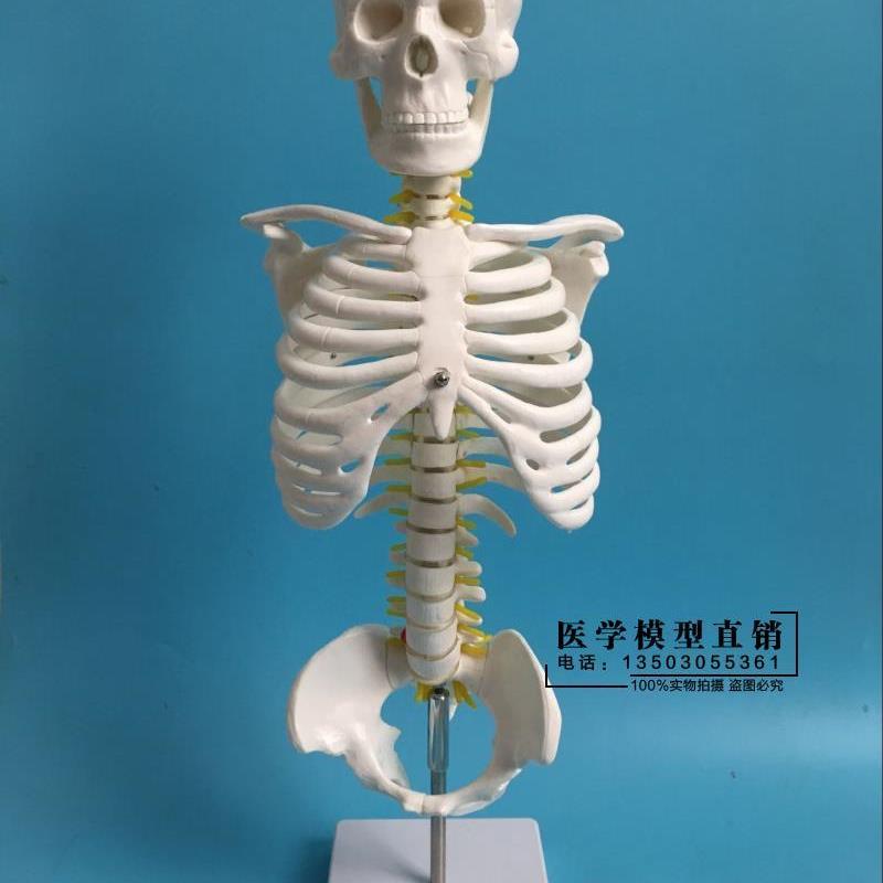 45CM人体脊柱模具脊椎骨颈椎模型胸椎结构腰椎间盘关Z节骨头骨架
