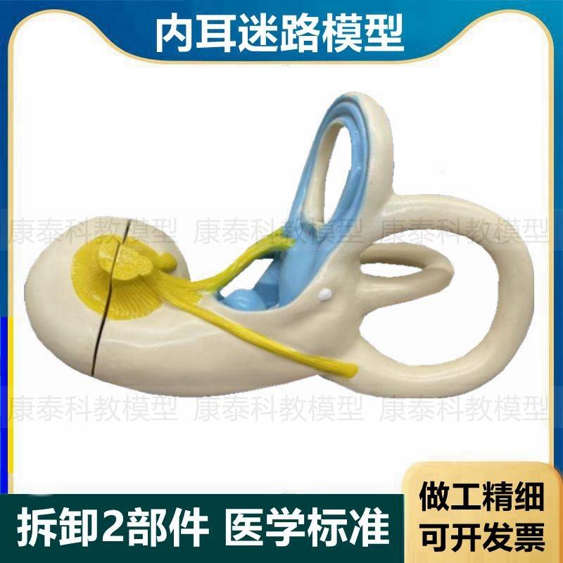 耳蜗模型内耳迷路结构耳朵模具听小骨半规管N3倍大耳听力听觉人体