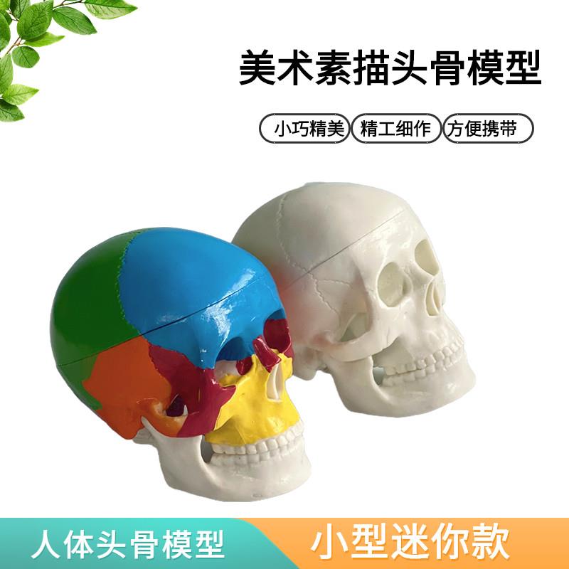 人体头骨模型头颅骨骼迷你头骨可拆卸美术素描P道具医学生教学模