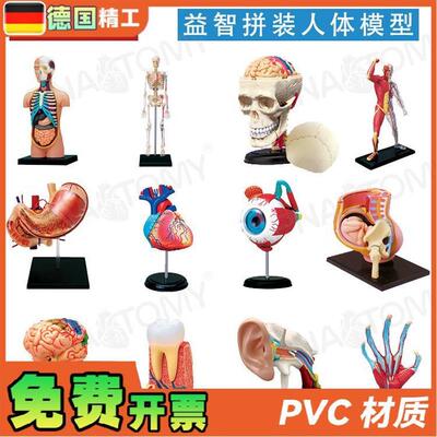 德国】4DMASTER少儿科普人体解剖模型拼装玩P具礼品DIY身体构造