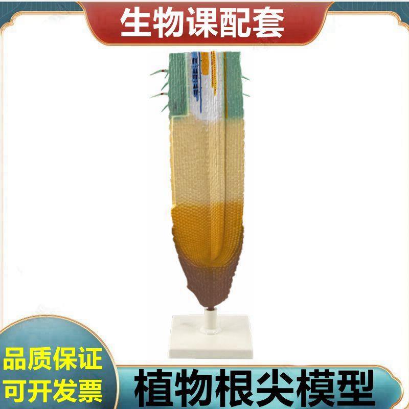 根尖模型单子叶植物茎叶子结构桃I花小麦花植物细胞叶绿体