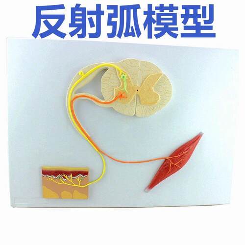 脊髓的功能模型反射弧t神经传导模型中枢神经系统解剖模具