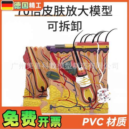 立体皮肤组织结构放大模型层次人体构造分层解剖模具美.容整形毛