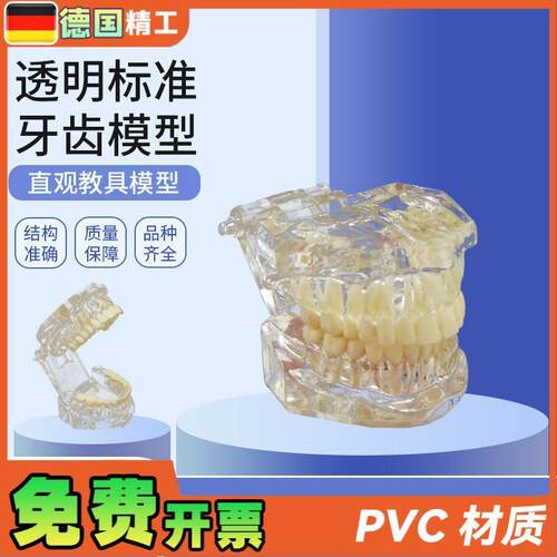 德国PNT-OR14透明标准牙齿y模型牙齿模型口腔教学模型28颗牙科模