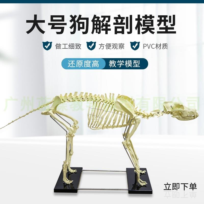 仿真狗骨骼模型骨架动物模型教学模型动物模型兽Y医教学用具