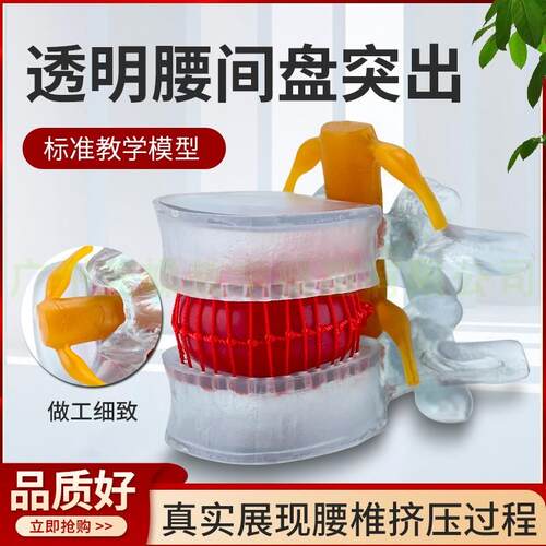 仿真腰椎模型椎间盘1:1人v体骨骼脊柱脊椎解剖医用教学骨架标本