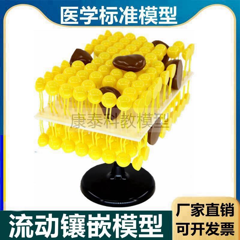 细胞膜流动镶嵌模型脂质糖蛋w白生物膜初中高中生物课用器材医用