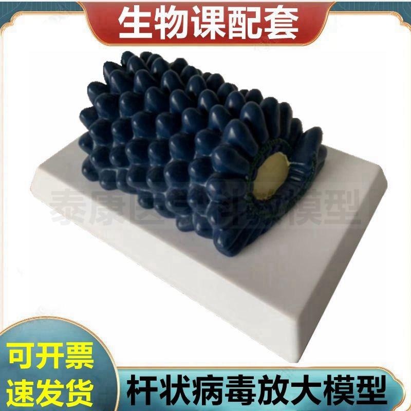杆状病毒模型腺病毒冠状病毒噬菌体中学生S物课教具医用展示