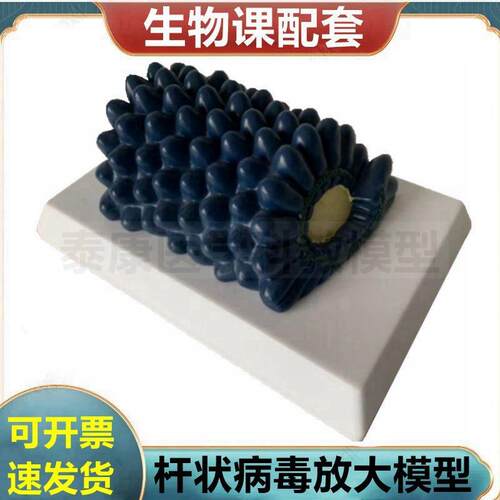 杆状病毒模型腺病毒冠状病毒噬菌体中学生S物课教具医用展示