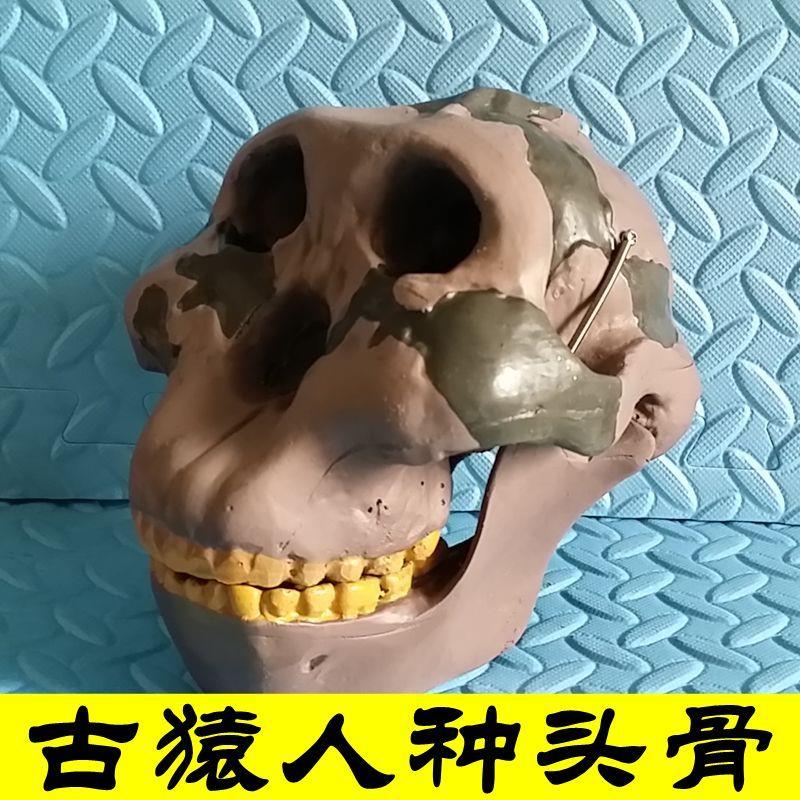 人类头骨区分古猿人模型古代北京人骨髅头影M视科普道具摆件玩具