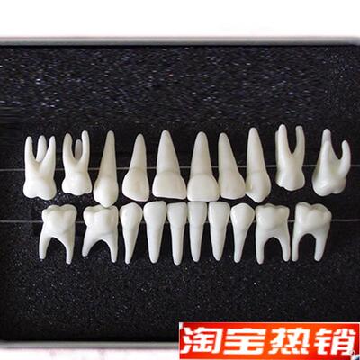 ENOVO颐i诺恒牙牙齿1:1模型成人牙列牙齿模型