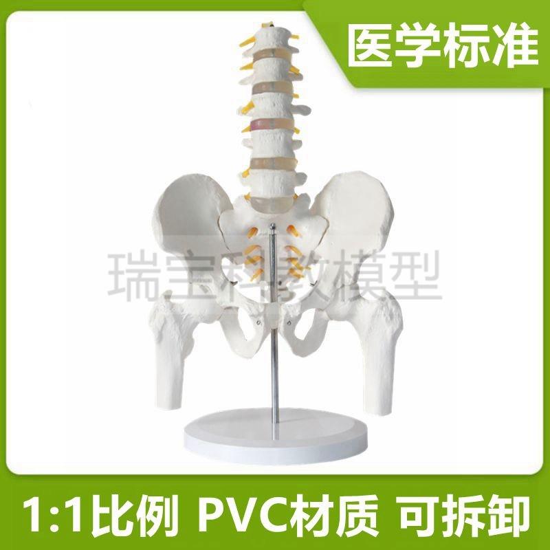 腰椎带骨盆股骨模型可拆卸1比1仿真瑜伽健康康复功能X正骨产后修