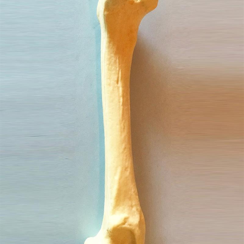 狗股骨手术d练习仿真骨模型骨科医用仿真骨动物骨骼犬科宠物直销
