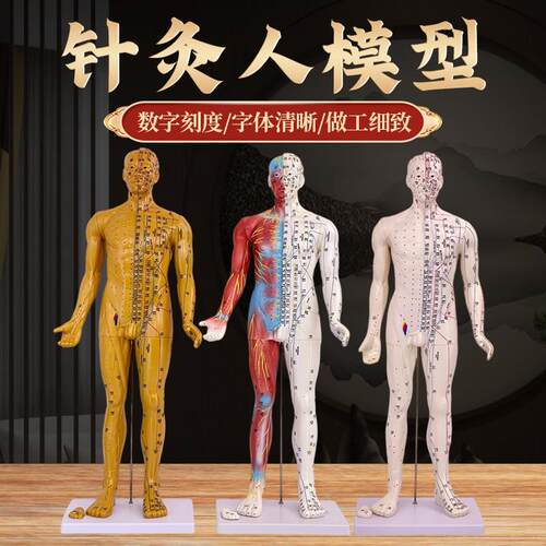 80CM人体针灸人模型半s肌肉骨骼内脏解剖中医经络穴位高清刻字工
