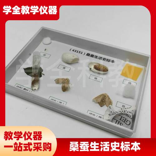 科普教学用动物标本43151桑蚕生活史发育标O本真实昆虫标本科普用