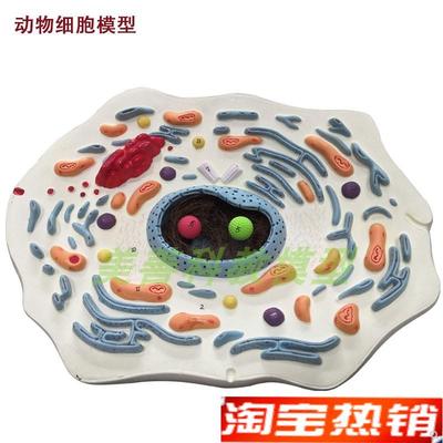 生物细胞模型手工动物细胞模型显微结构解K剖模型细胞膜4细胞质细