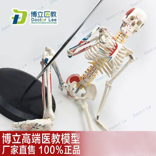 医用教学85fCM人体骨骼模型神经肌肉起止点骨架小针刀脊柱模型