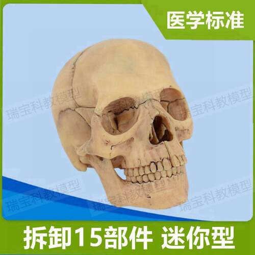 头骨拆卸15部件医用解剖颅骨结构D法医解剖教学科普展美术影视道
