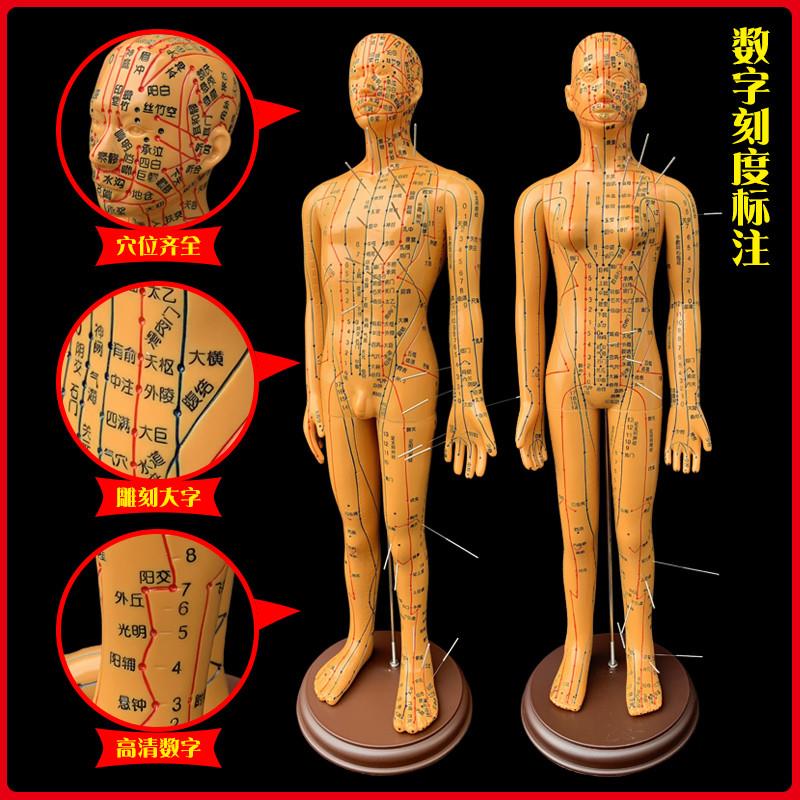 人体针灸模型医用教学模具经络穴位模型(男50cm/女W48cm高)